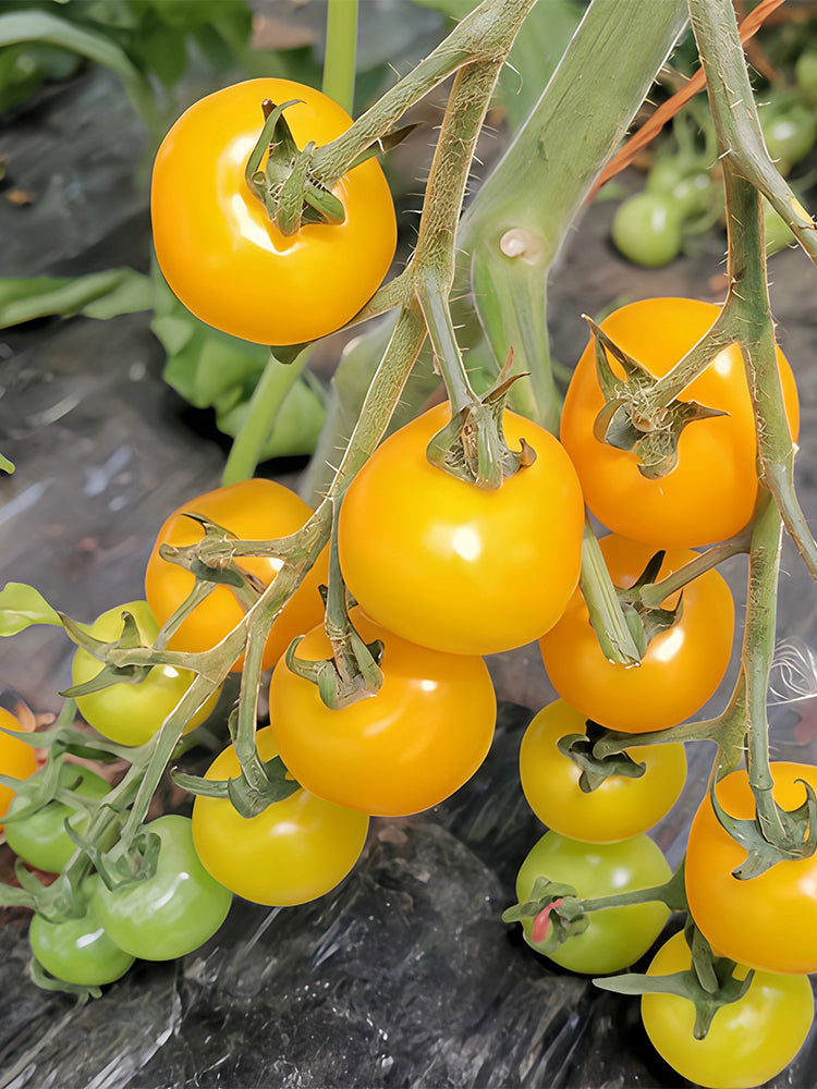 Charlotte Cherry Tomato