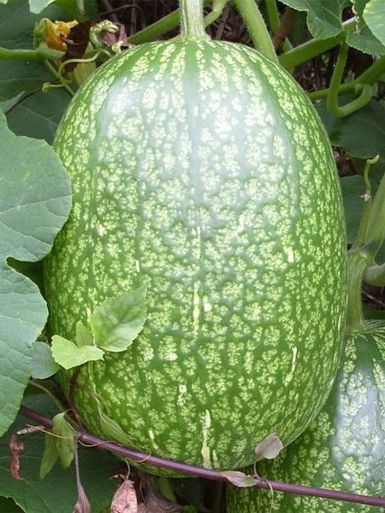 Figleaf Gourd