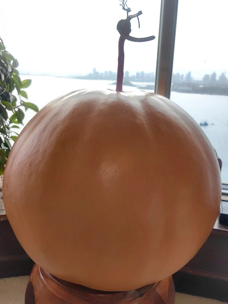 Extra Large Bottle Gourd