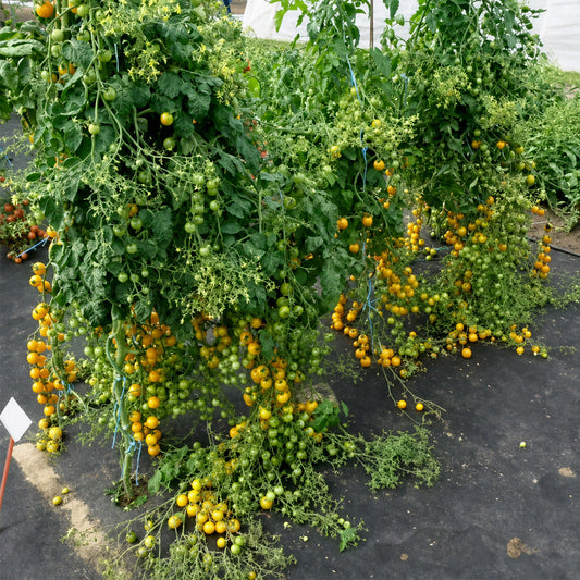 674 Golden Crown Tomato