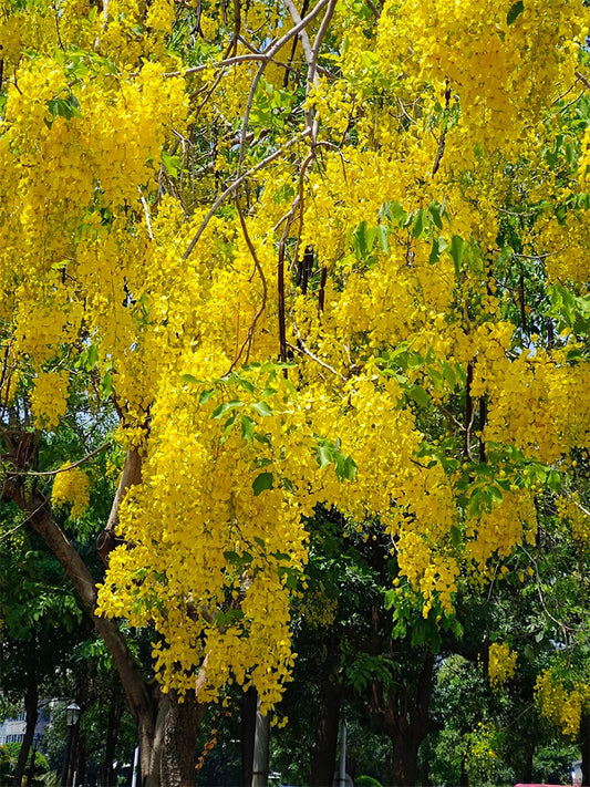 Golden Shower Tree