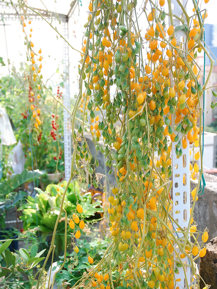 1021 Wild Tiny Yellow Pear Tomato