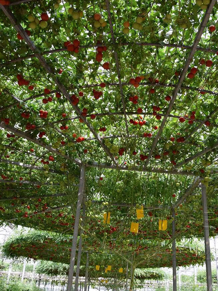 Shouguang Tomato Tree