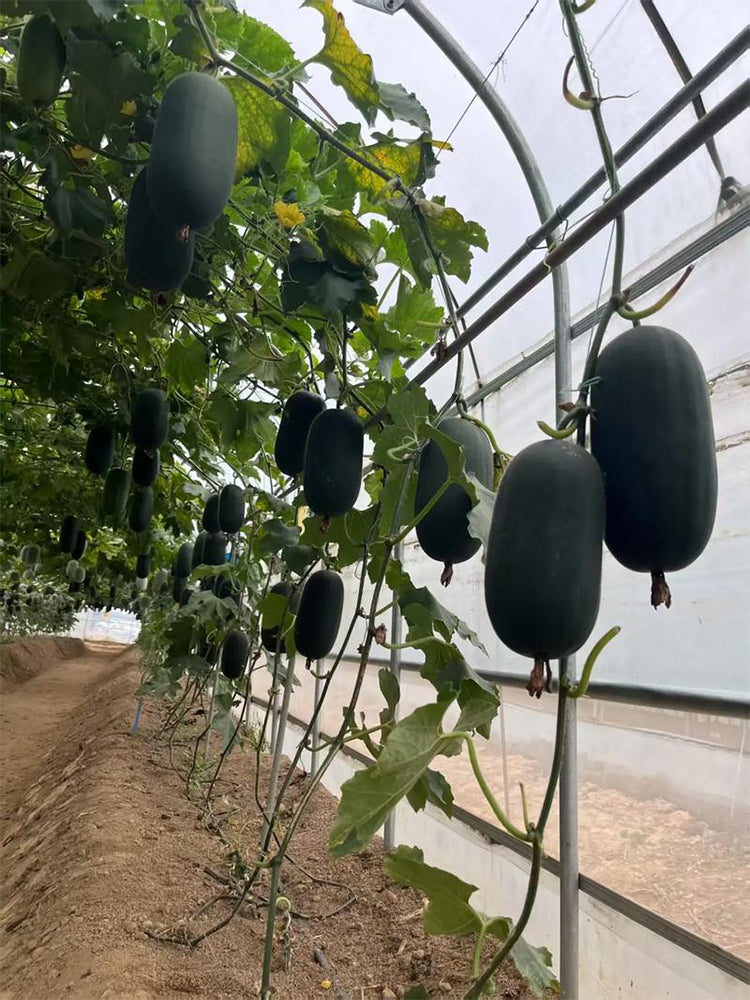 'Xiaoyou' Small Wax Gourd