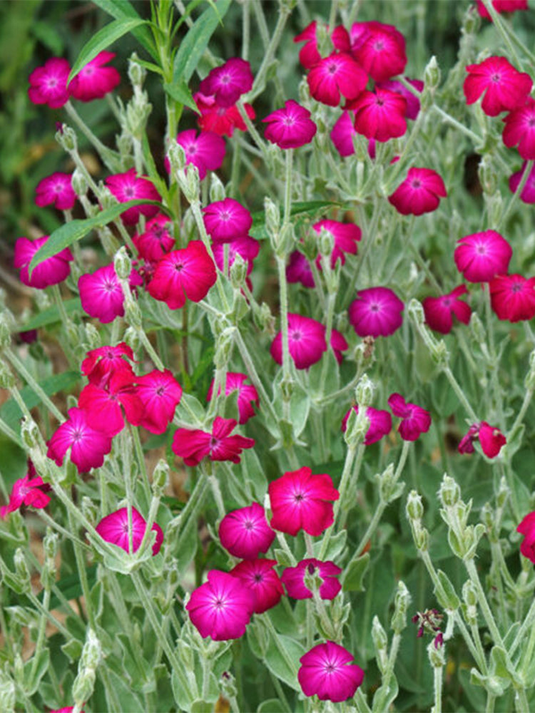 Red Flowered Rose Campion