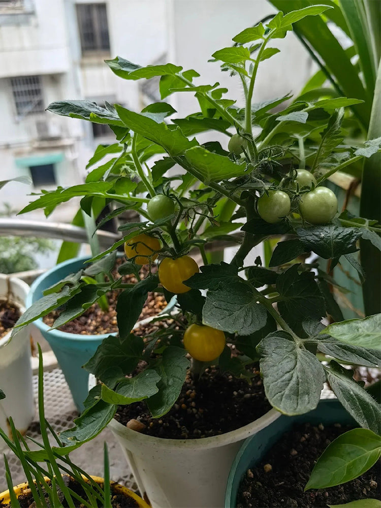 Dwarf Yellow Potted Cherry Tomato