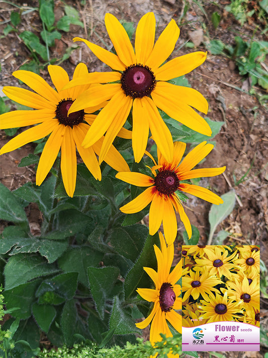Hezhichun Dwarf Black-eyed Susan