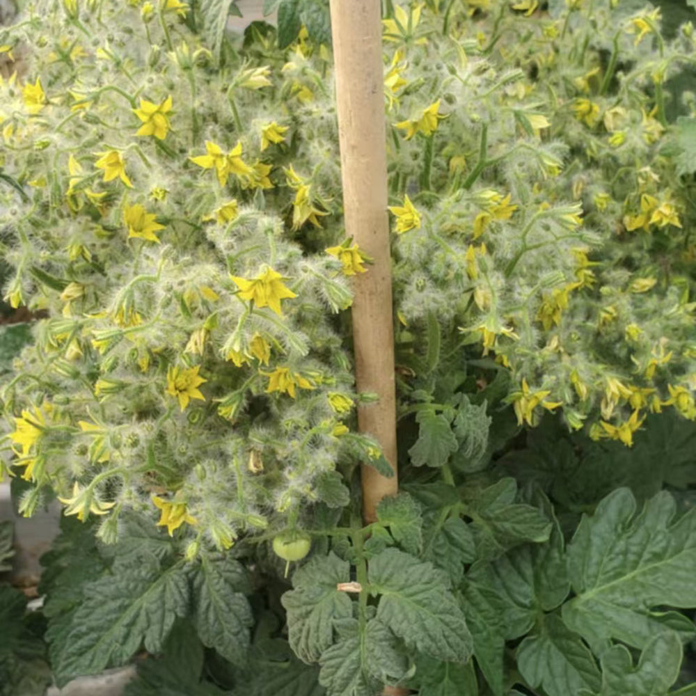 800 Explosion Head Mini Dark Stripe Tomato