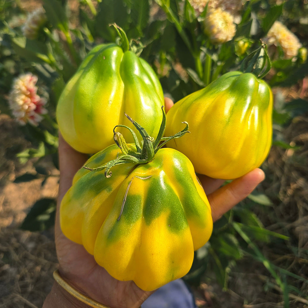 614 Tlacolula White Tomato