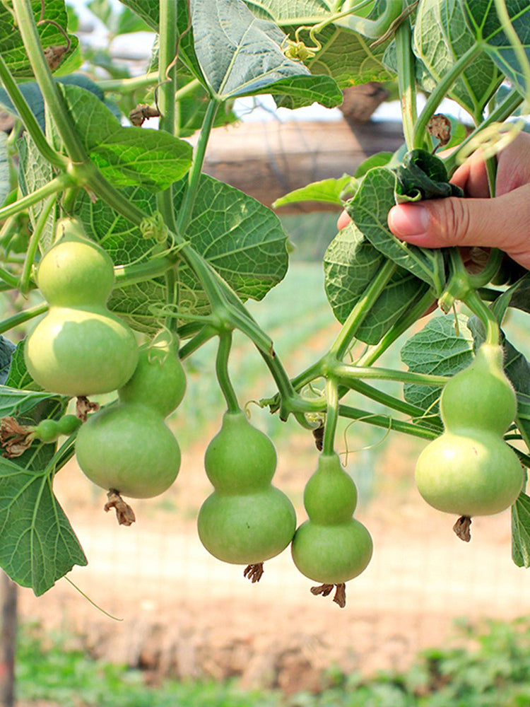 Hezhichun Mini Hand-twisted Gourd