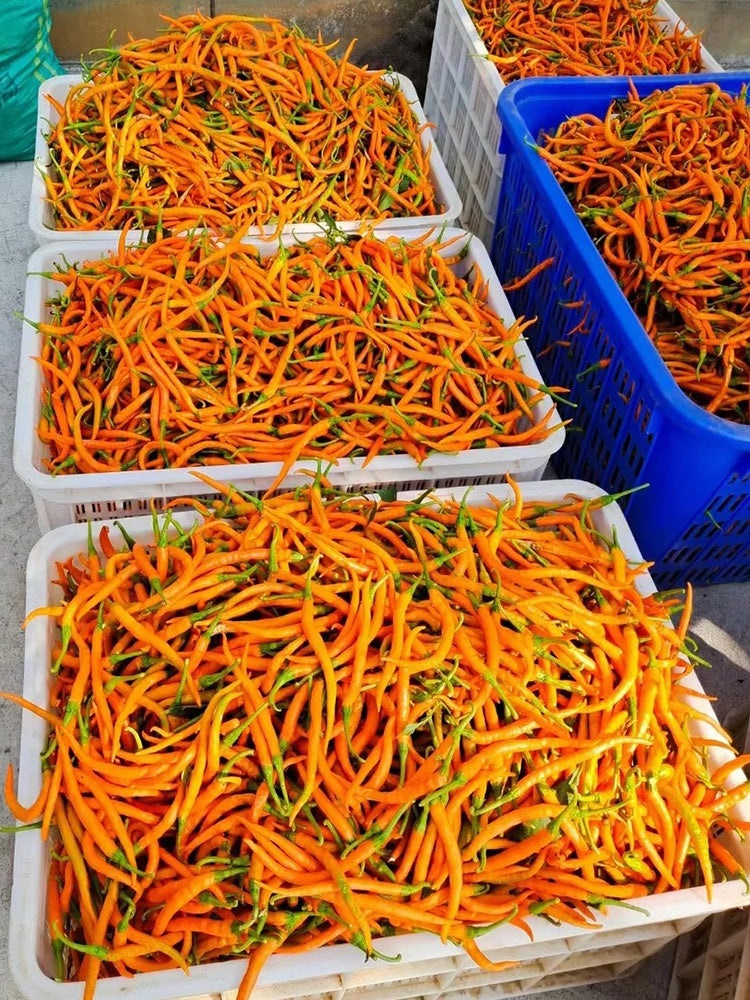 Yellow Spicy Girl Line Pepper