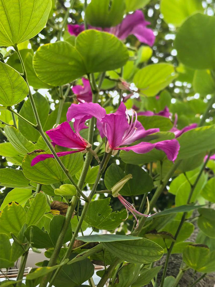 Bauhinia purpurea L.