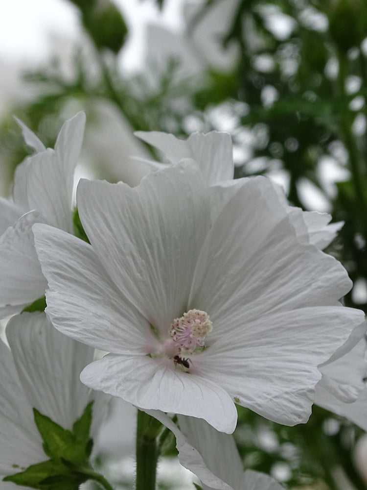 White Flowered Mallow