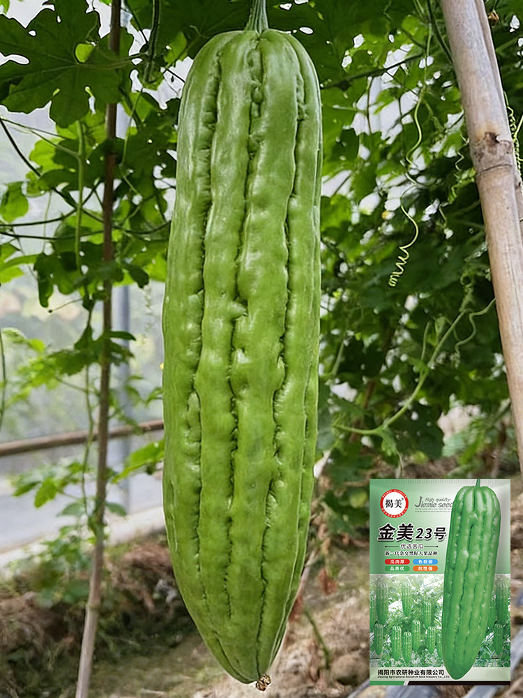 Jiemei 23 Bitter Gourd