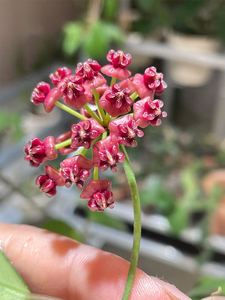 Hoya lukaensis Unrooted Stem Cuttings