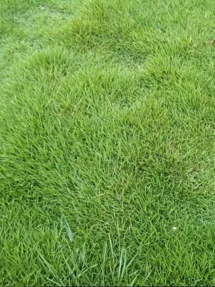 Purple Sheep Fescue