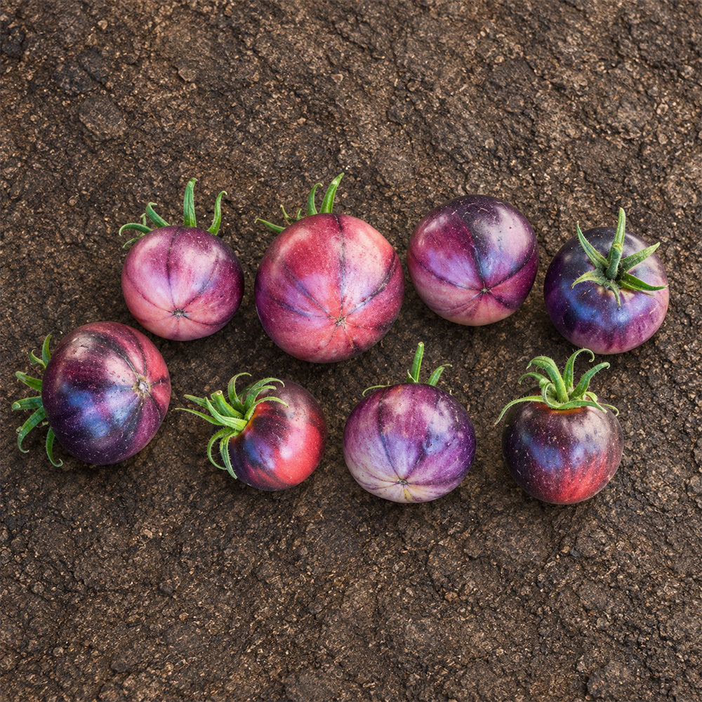 421 Ozark Sunset Tomato