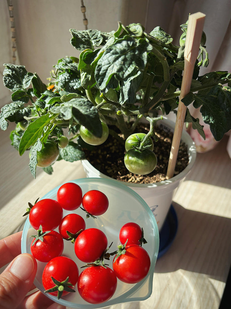 Siberian Mini Greenhouse Tomato