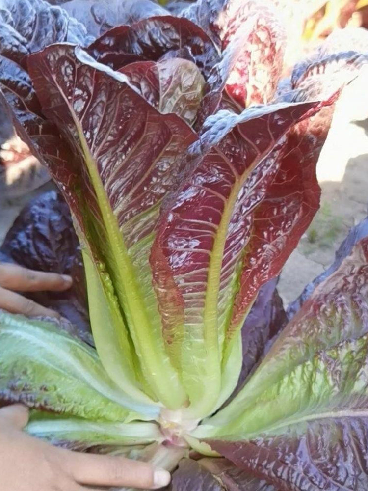 Purple Leaf Romaine Lettuce