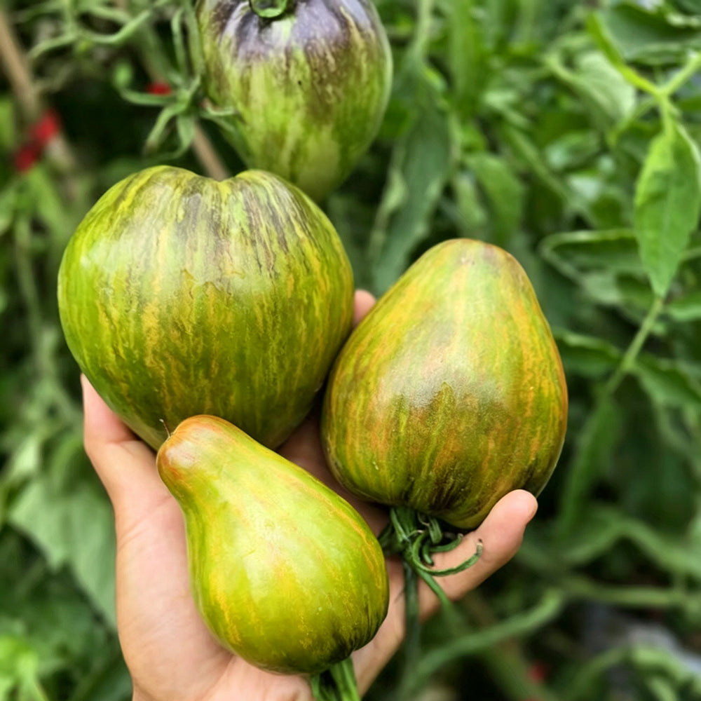 804 Emerald Caramel F6 Tomato