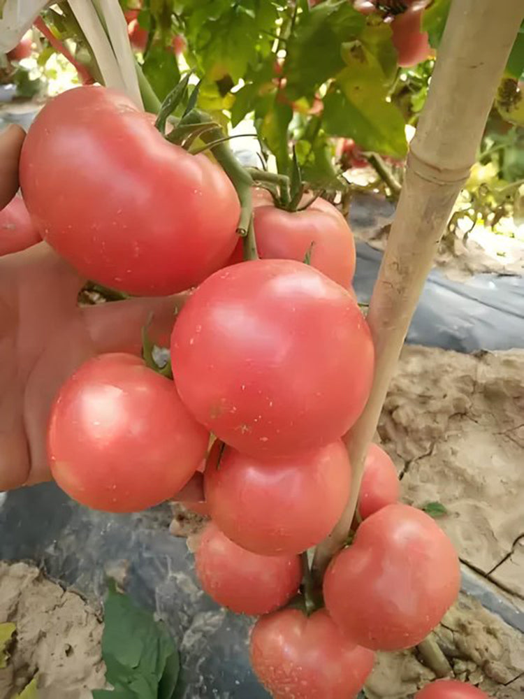 Pink Emperor Tomato