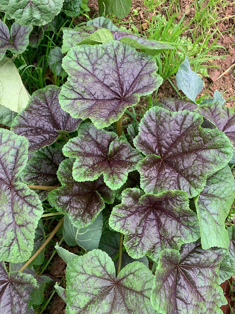 Chinese Mallow