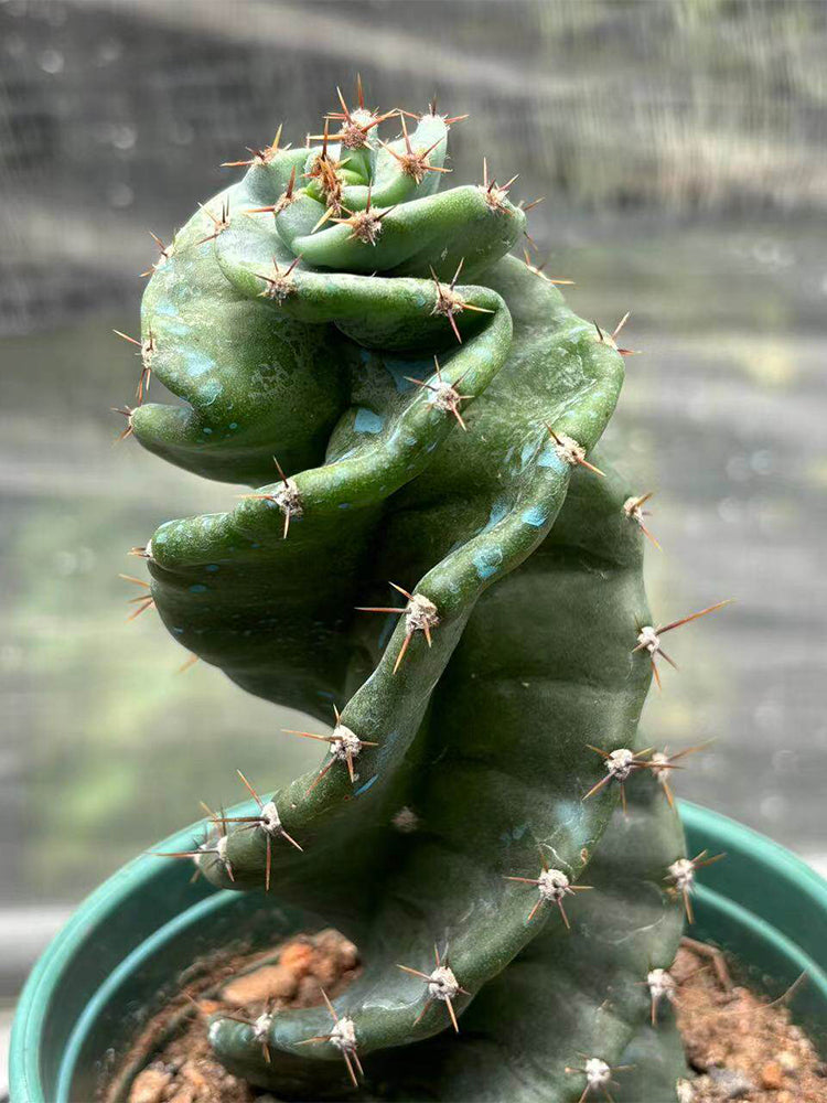 Cereus forbesii 'Spiralis'