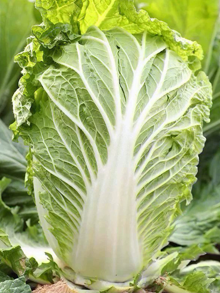 'Jiaoyan Qiubao' Chinese Cabbage