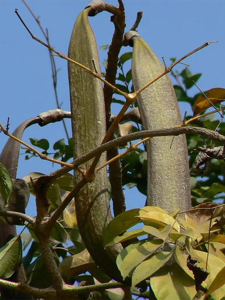 Oroxylum indicum