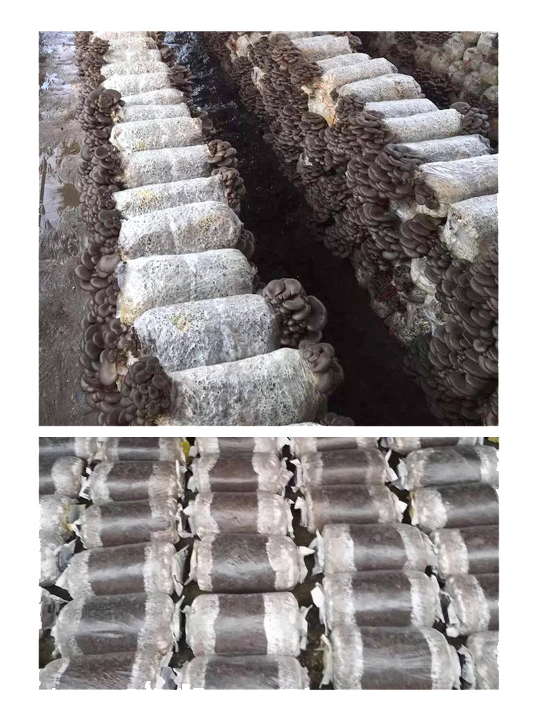 N285 Mushroom Cultivation Bags