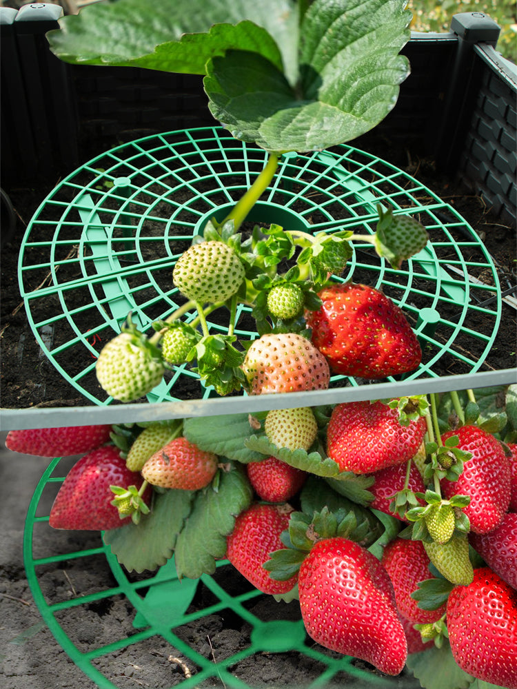 N221 Strawberry Growing Holder