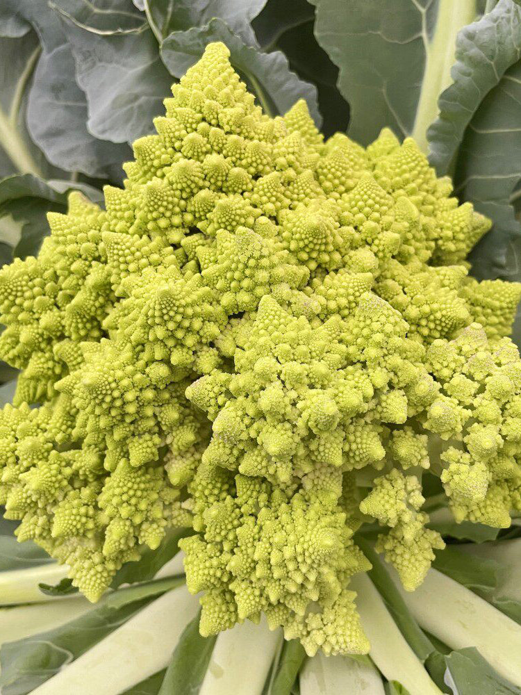 Dutch White Pagoda Cauliflower