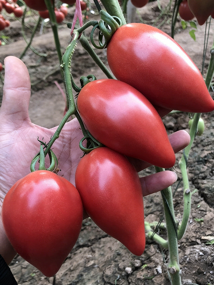 Super Sweet Mango Honey Tomato