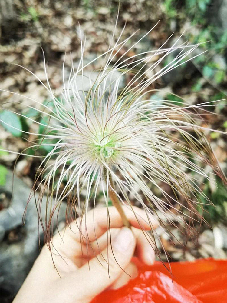 Pulsatilla chinensis