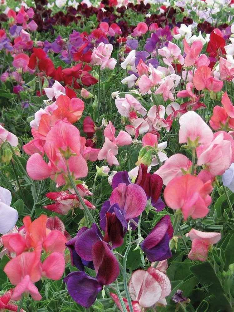 Royal Symphony' Sweet Pea Mixed (Lathyrus odoratus)