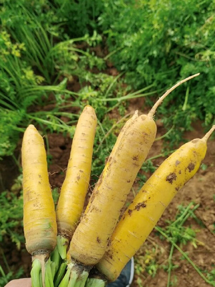 Qitou Yellow Carrot