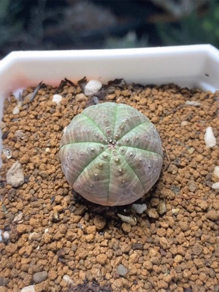 Euphorbia obesa Succulent