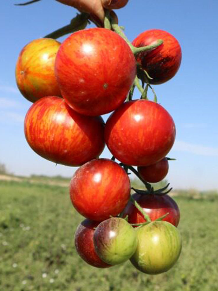 K Night Queen Tomato