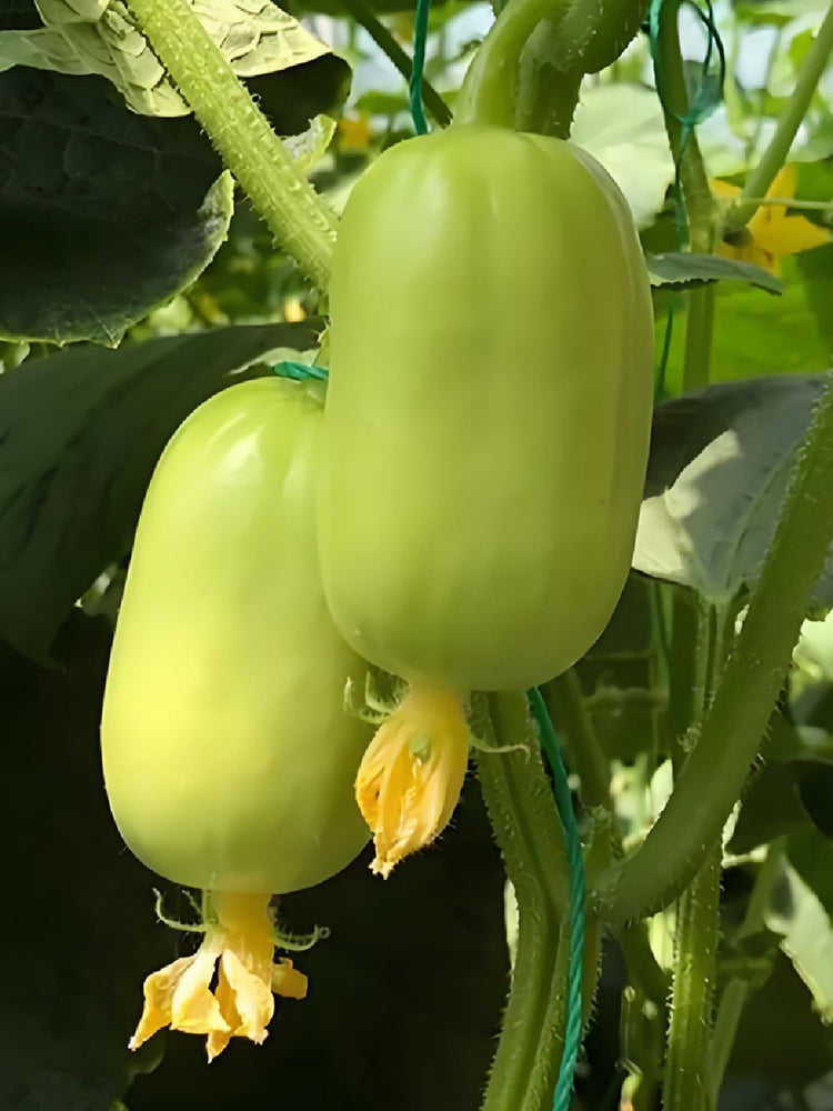 Jade Maiden Cucumber