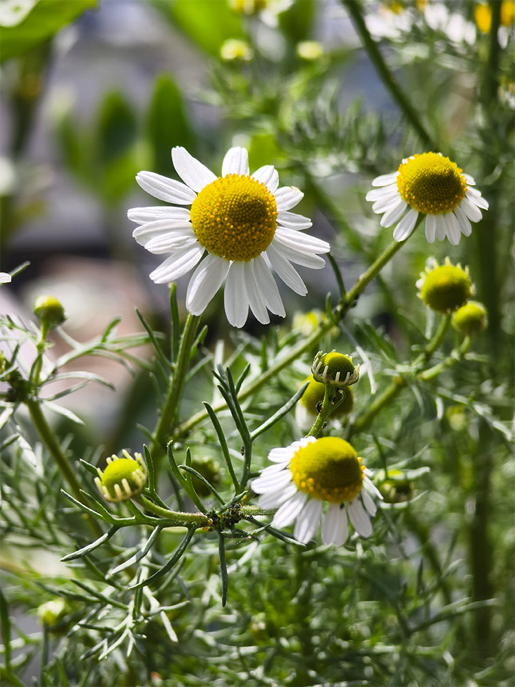 Hezhichun German Chamomile