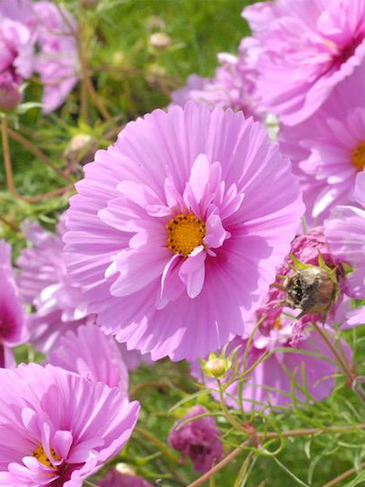 Pink Double Petal Cupcake Cosmos