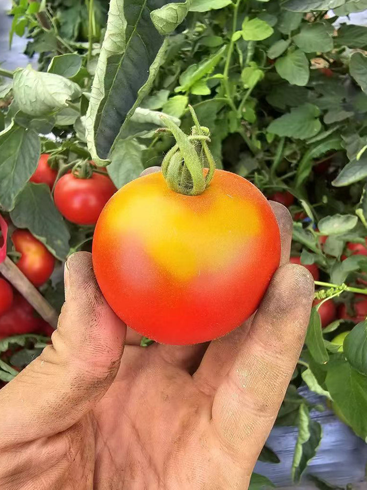 872 Craig Mouse Ear Tomato