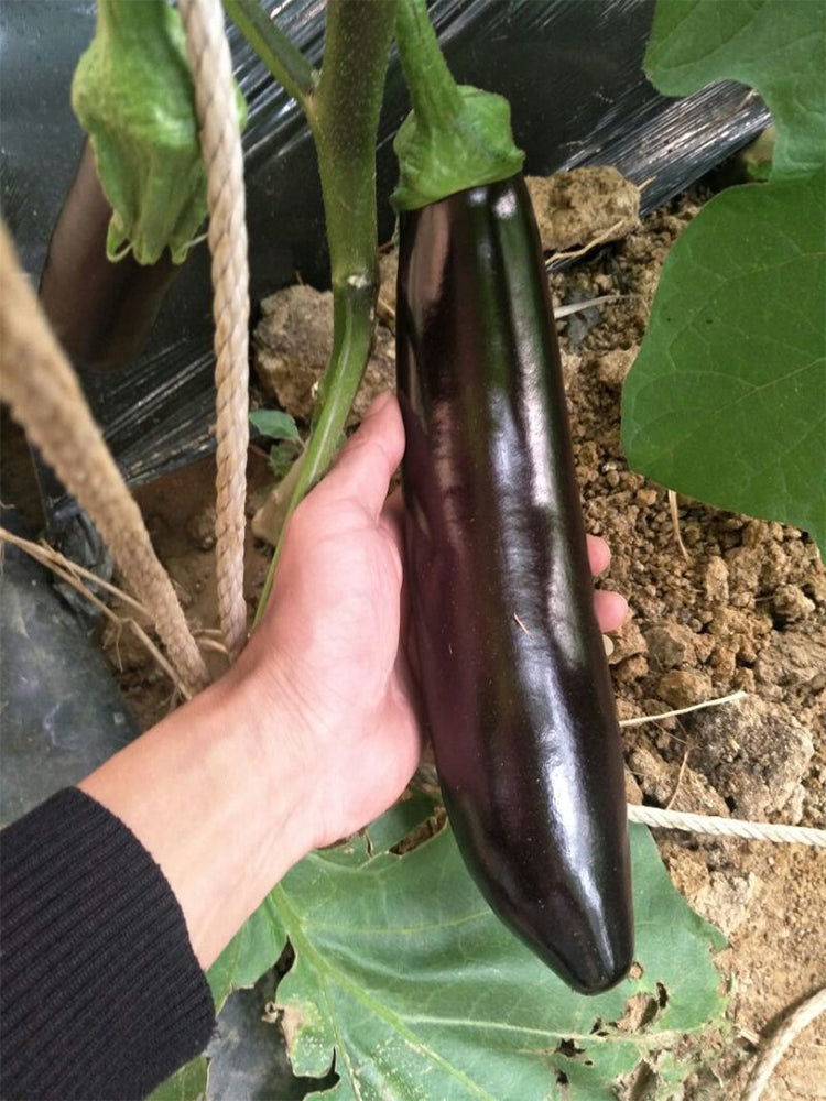'Changza 218' Eggplant