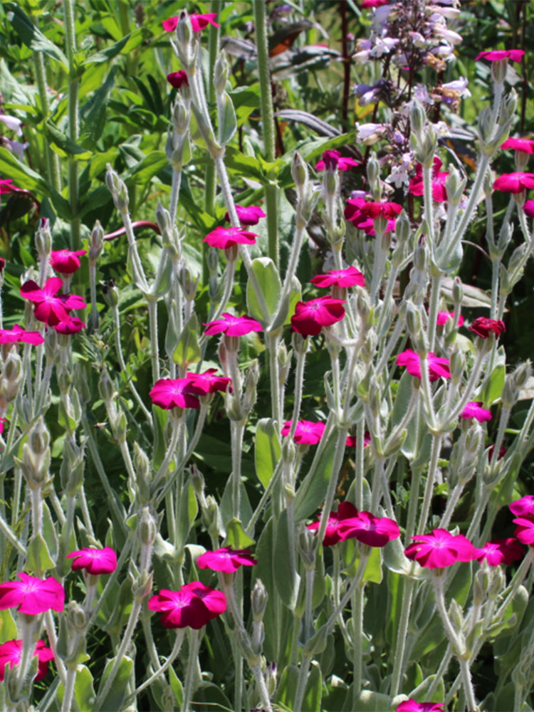 Red Flowered Rose Campion