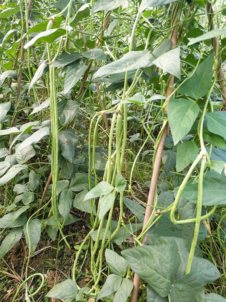 Ganzhimei Yardlong Beans