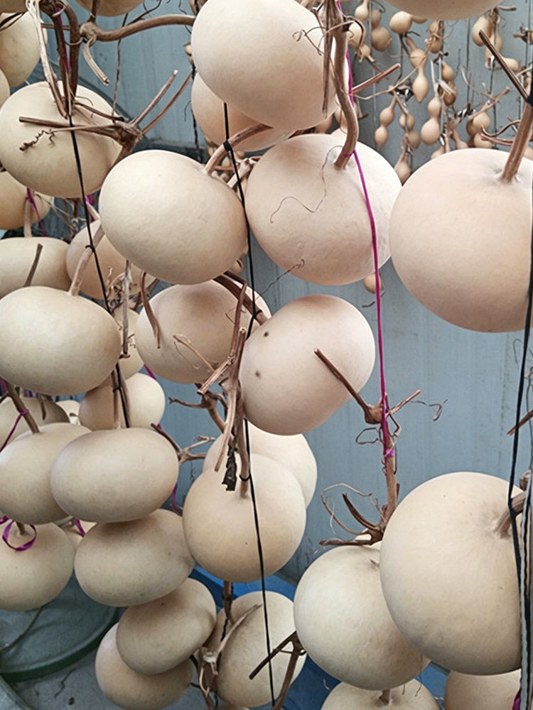 Small Apple Gourd