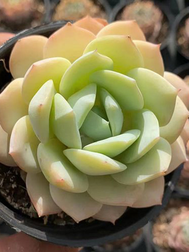 Echeveria cv. 'Love Song'