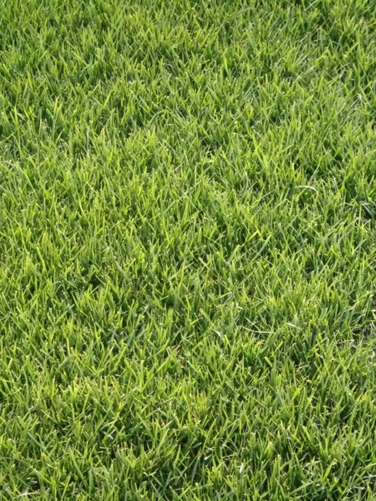 Purple Sheep Fescue