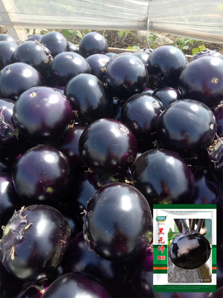 'Heiyuanshuai' Round Eggplant