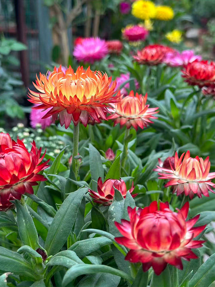 He Zhi Chun Strawflower